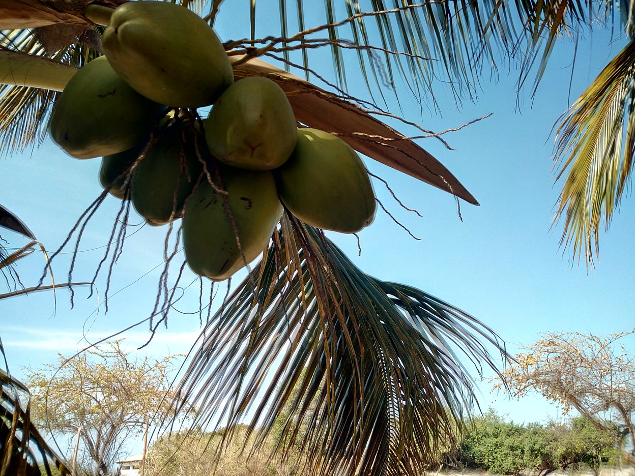  🇲🇿️ Bazaruto Island images/2018/bazaruto/4.jpg
