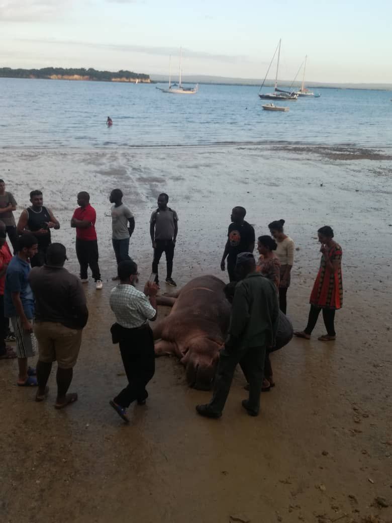  🇹🇿 Bawi Island and Zanzibar images/2018/zanz2/21.jpg