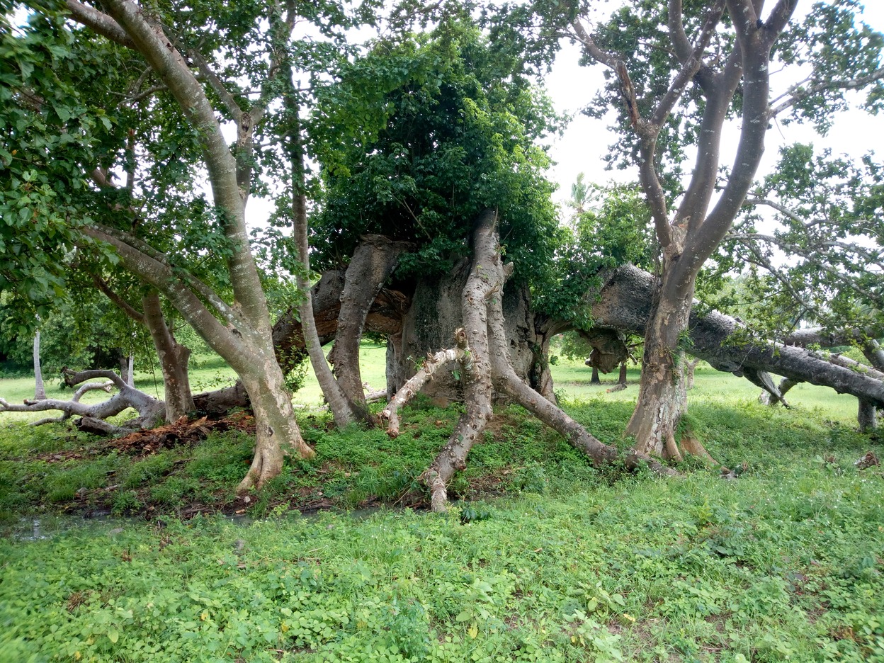 Bawi Island and Zanzibar images/2018/zanz2/6.jpg