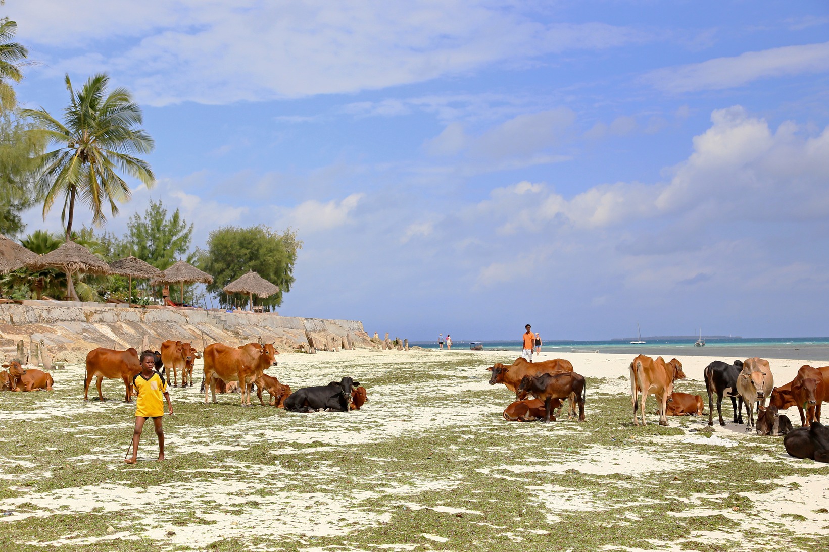  🇹🇿 Dar, Zanzibar and the islands, Tanga images/2018/zanz3/31.jpg