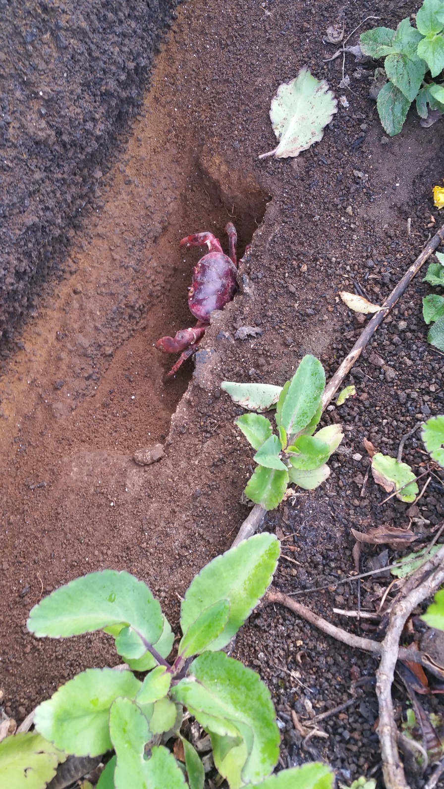  🇦🇨️ Ascension Island images/2019/ascension/7.jpg