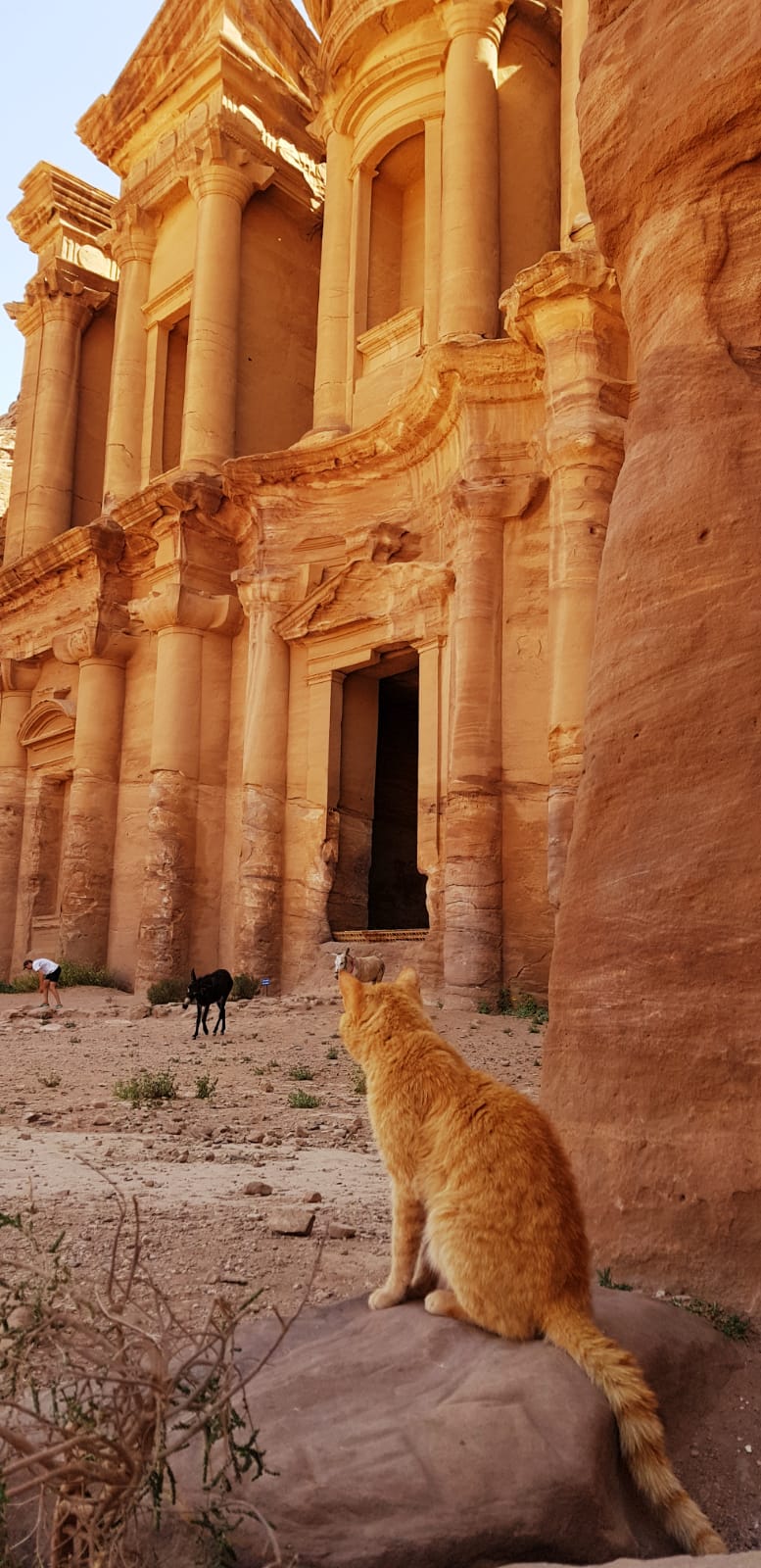  🇯🇴️ Jordan images/2019/jordan/16.jpg
