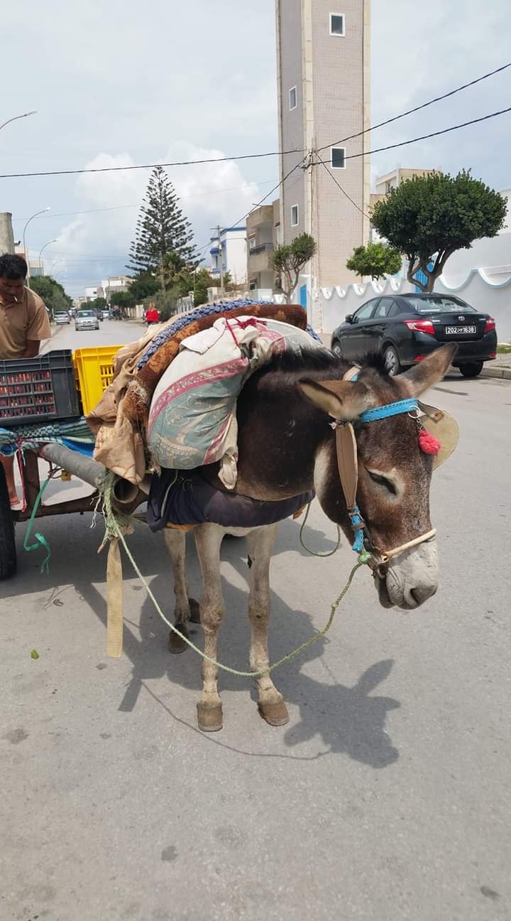  🇹🇳️ Hauling out in Kelibia images/2019/kel/2b.jpg