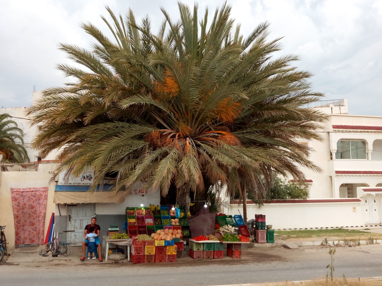  🇹🇳️ A winter and spring in Tunisia  images/2020/wtun/16.jpg