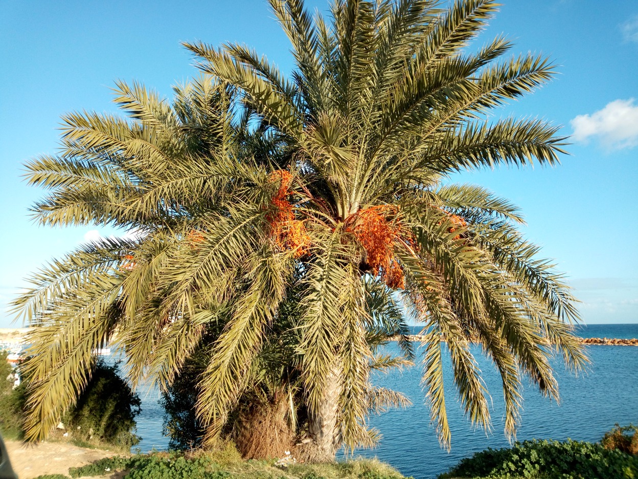  🇹🇳️ A winter and spring in Tunisia  images/2020/wtun/3.jpg