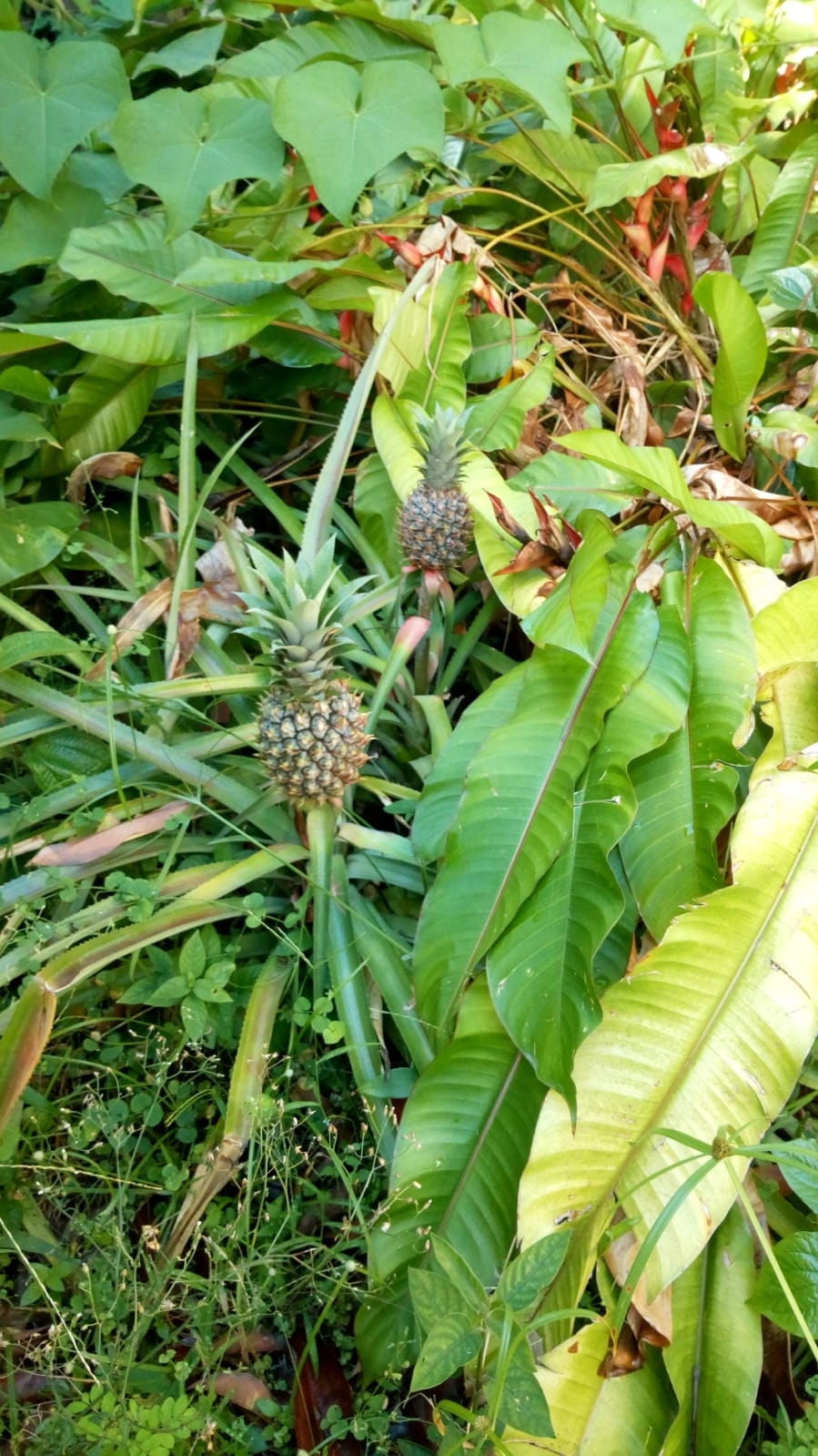  🇷🇪️ Reunion Island images/2021/reunion/12.jpg