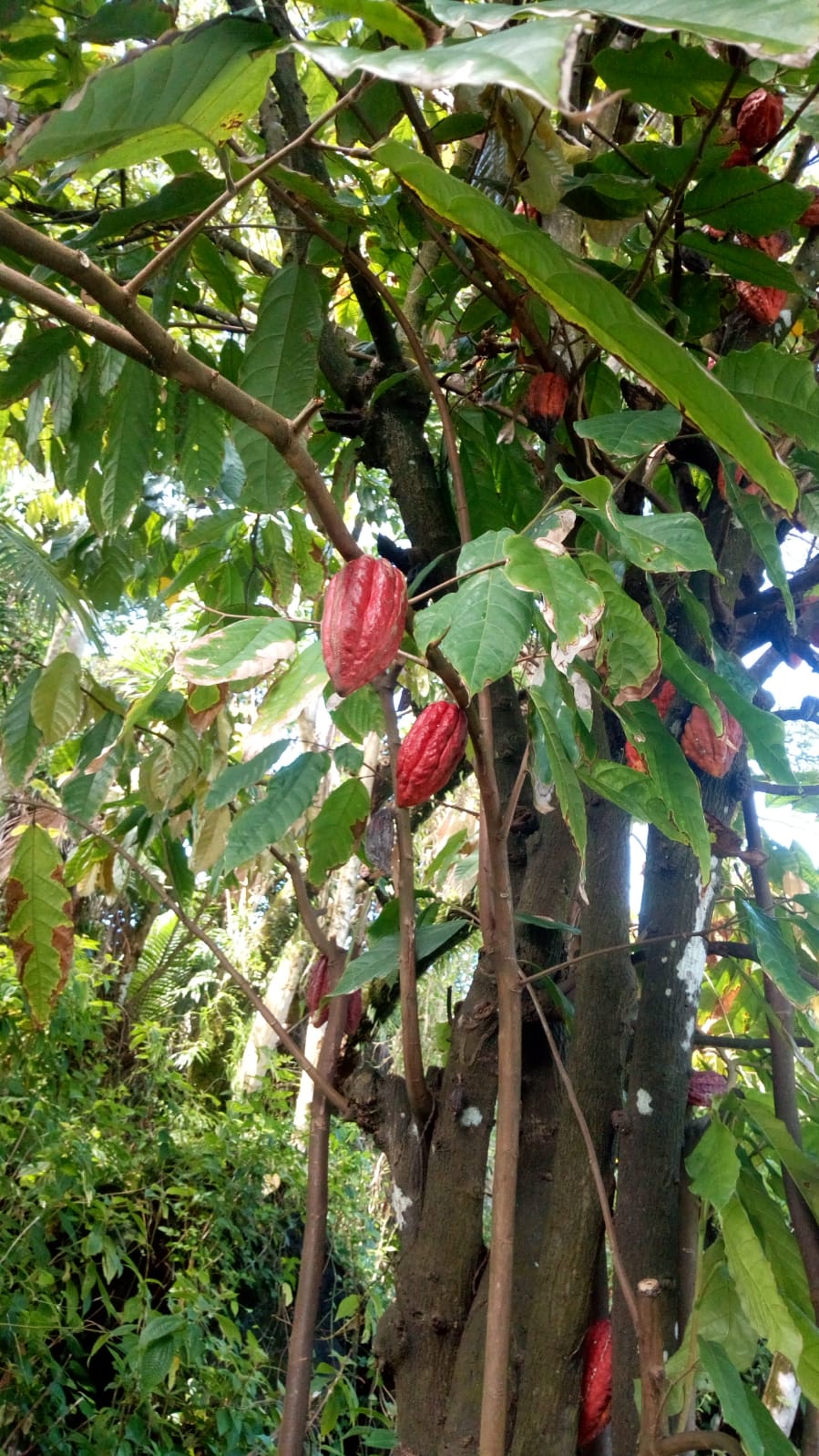  🇷🇪️ Reunion Island images/2021/reunion/13.jpg