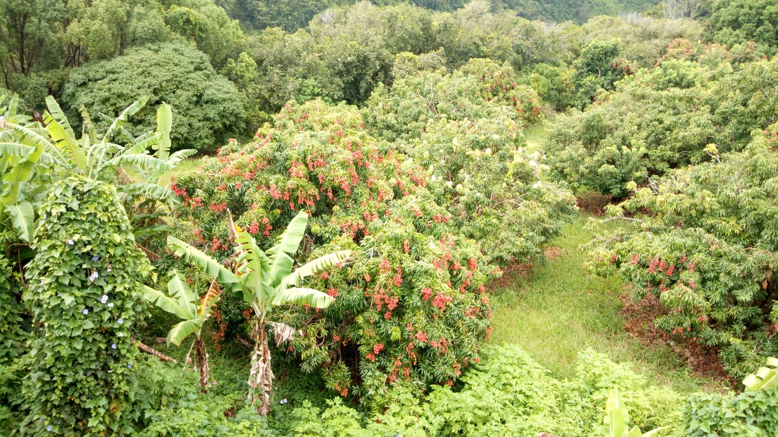  🇷🇪️ Reunion Island images/2021/reunion/57.jpg