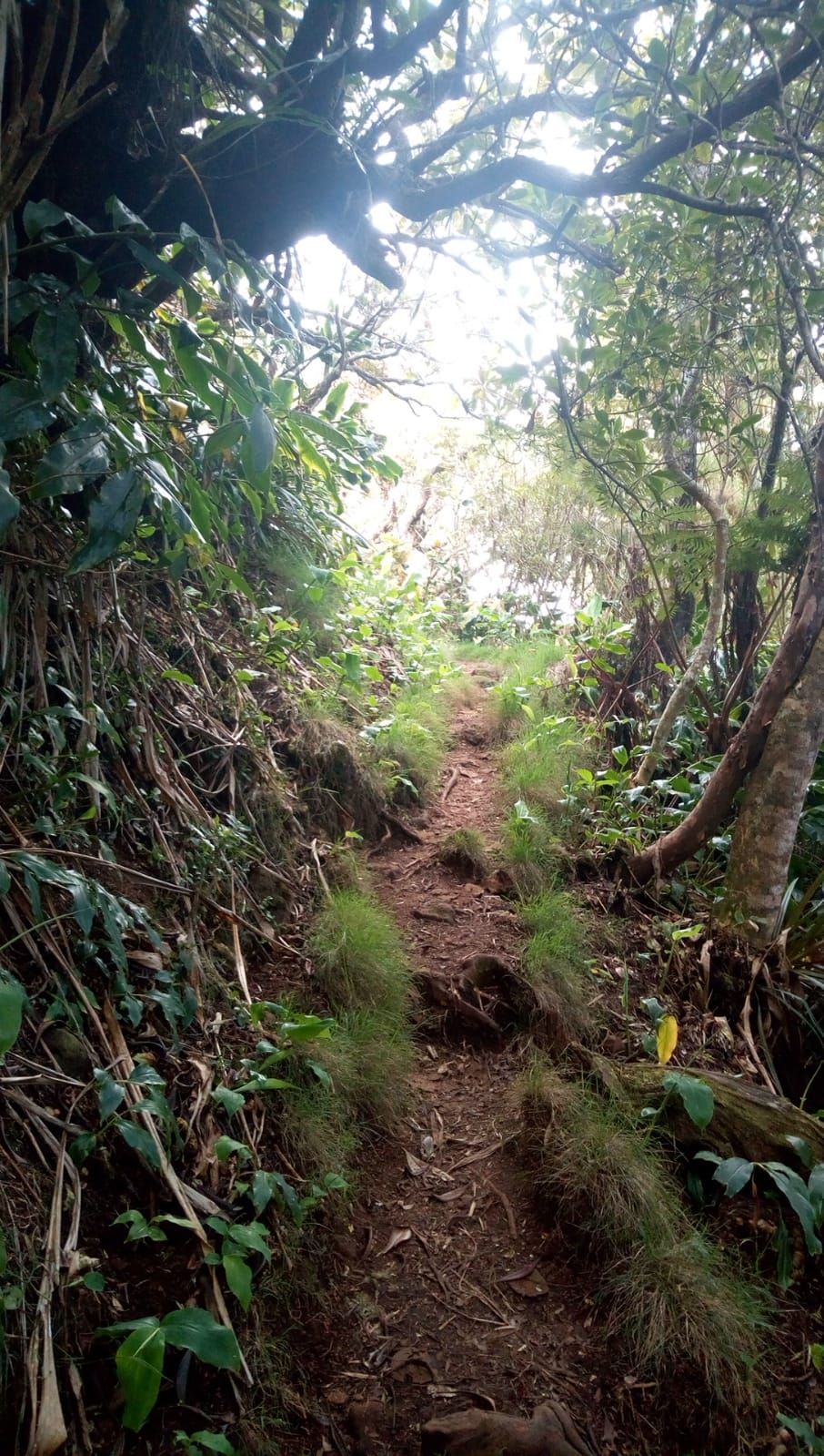  🇷🇪️ Reunion Island images/2021/reunion/71.jpg