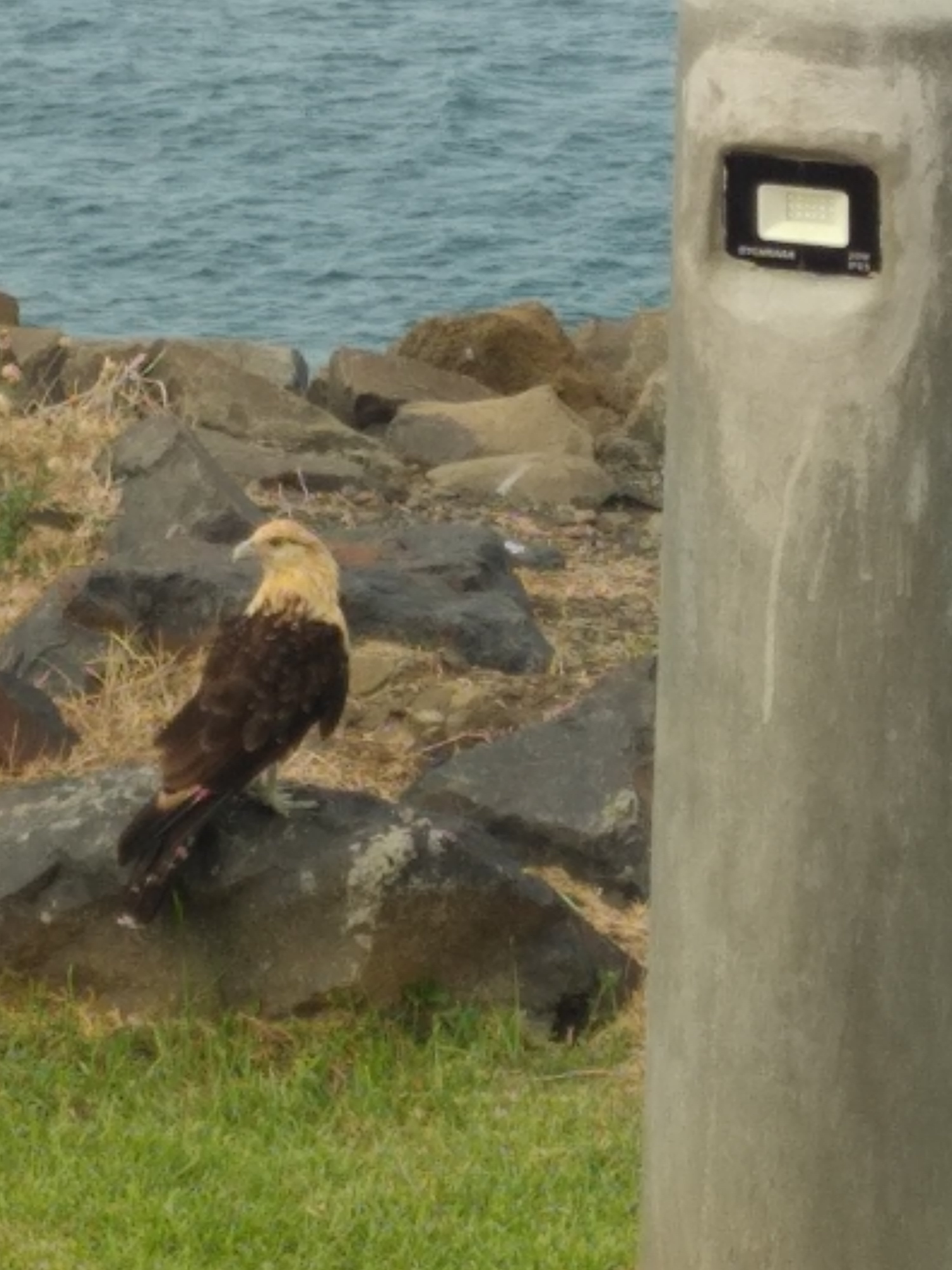  🇵🇦️ The Panama canal images/2023/can/hawk.jpg