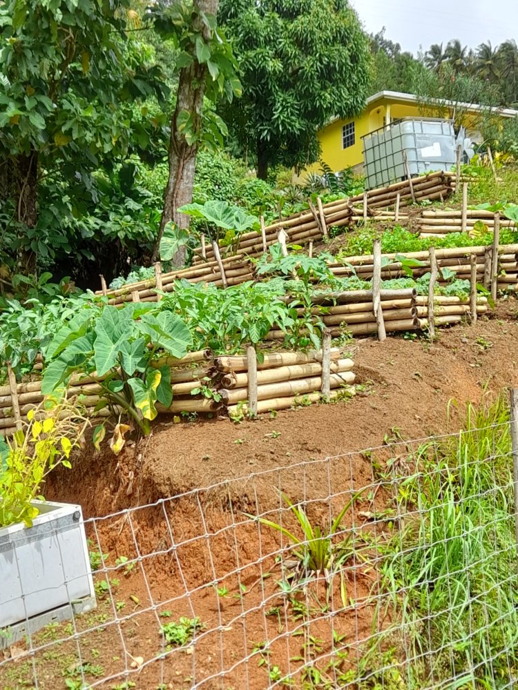  🇩🇲️ Dominica images/2023/dom/15.jpg