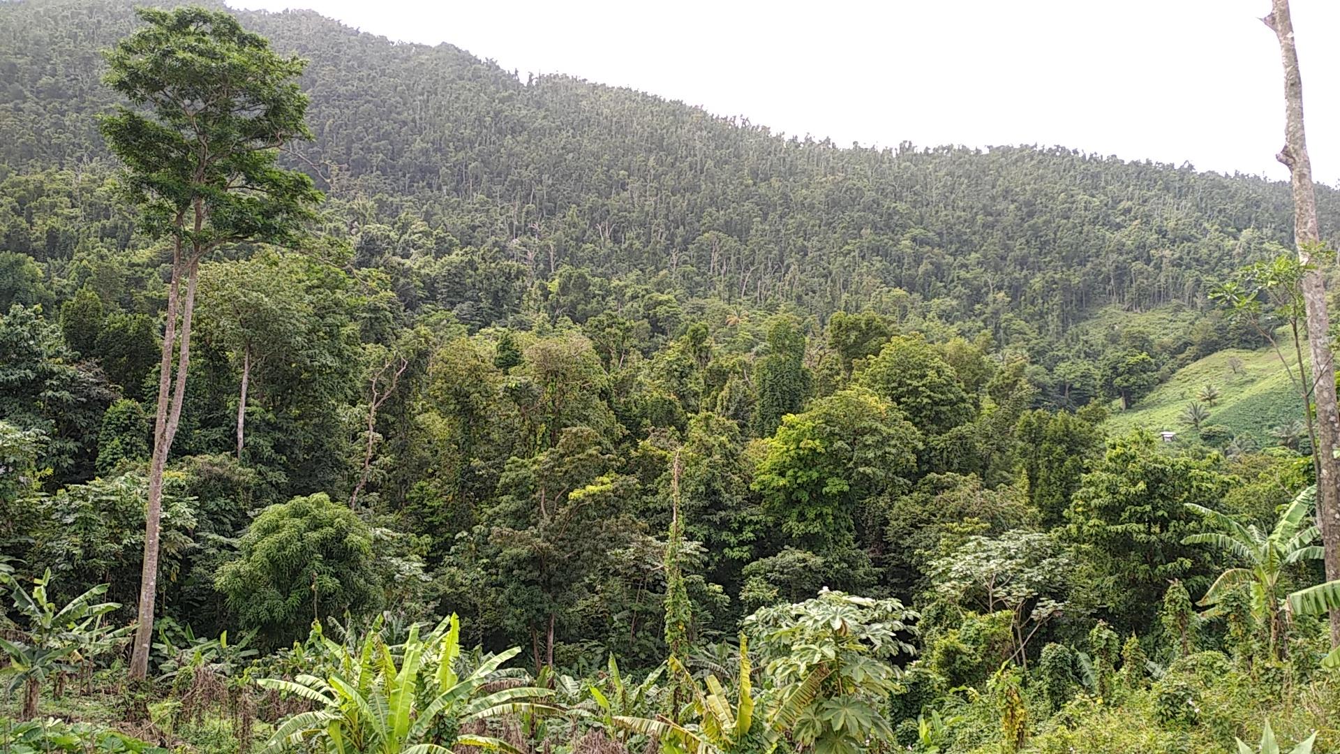 🇩🇲️ Dominica images/2023/dom/16.jpg