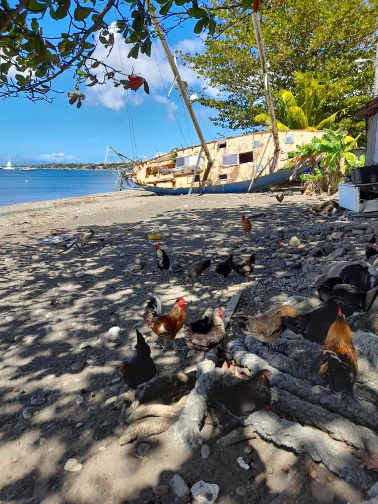  🇩🇲️ Dominica images/2023/dom/2.jpg