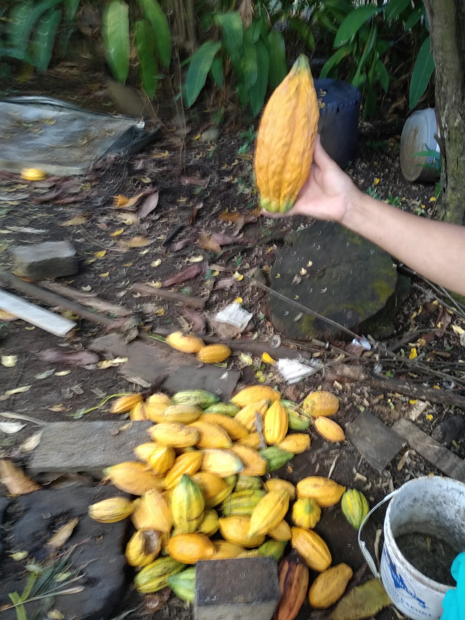  🇩🇲️ Dominica images/2023/dom/27.jpg