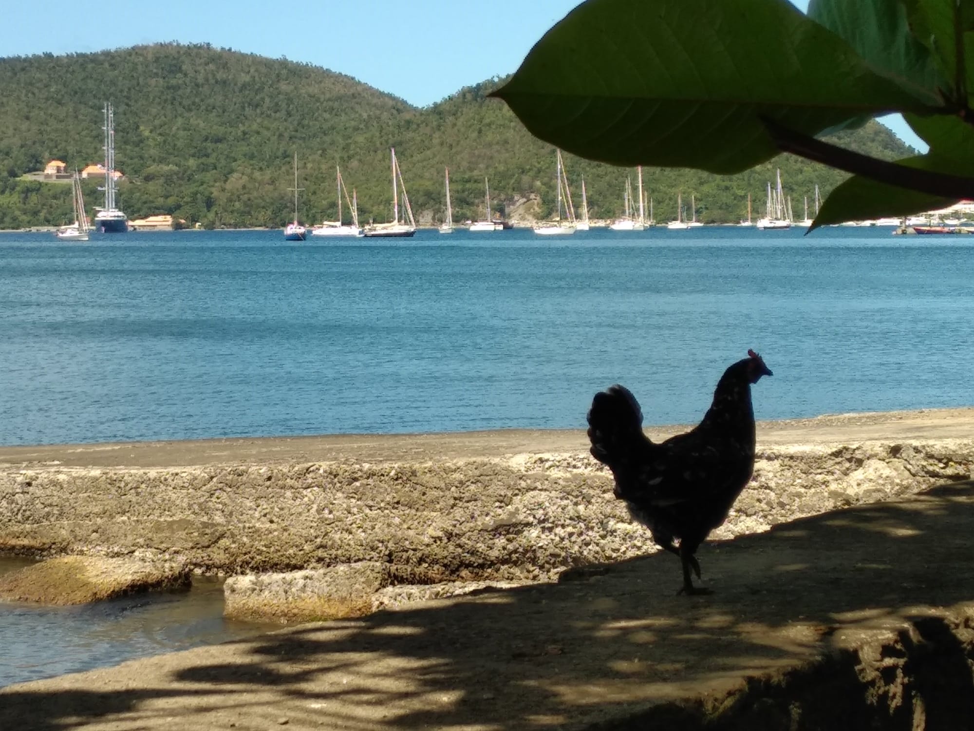  🇩🇲️ Dominica images/2023/dom/28.jpg