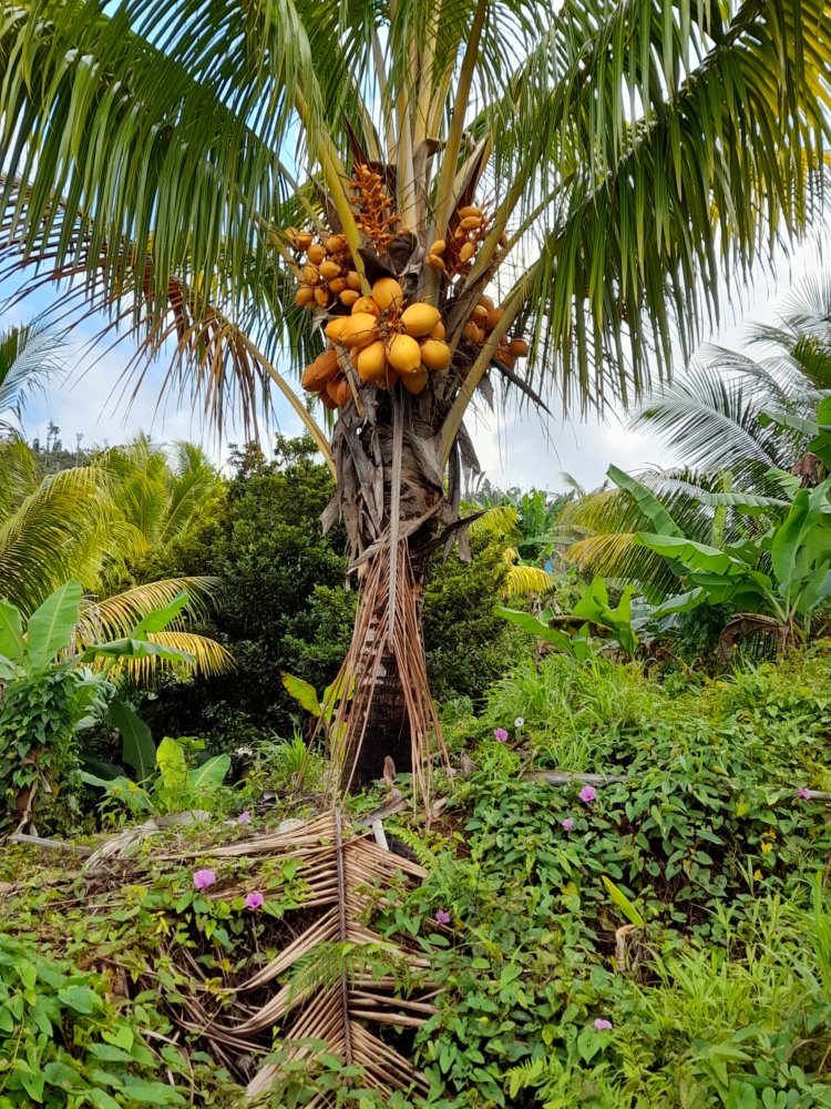  🇩🇲️ Dominica images/2023/dom/7.jpg