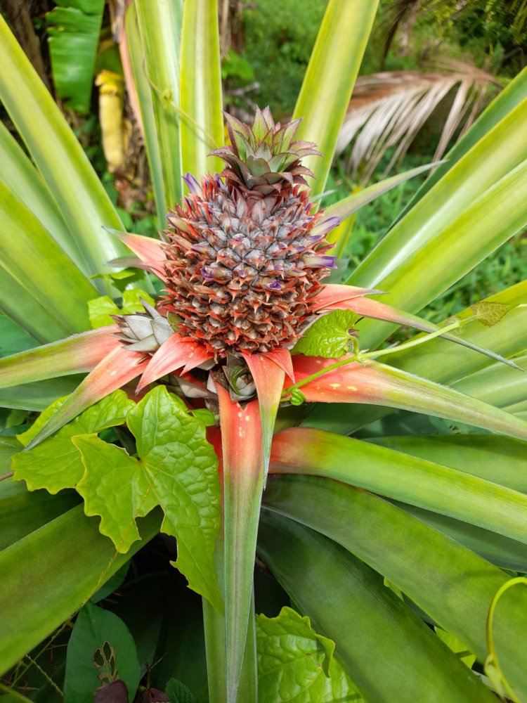  🇩🇲️ Dominica images/2023/dom/8.jpg