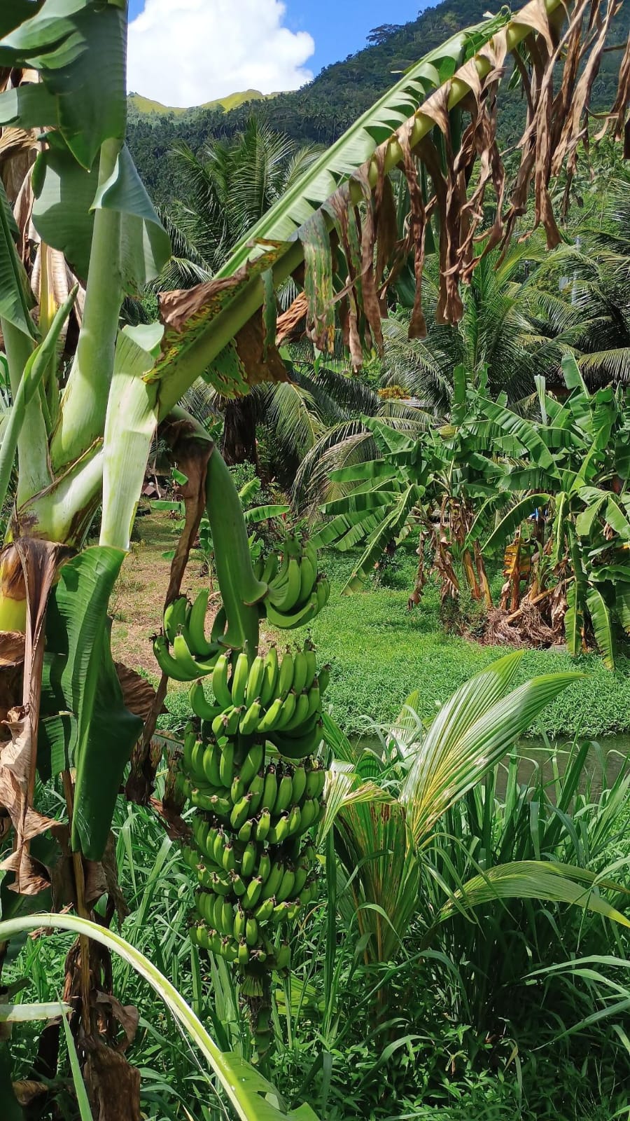  🇵🇫️ Nuku Hiva Festival Des Arts images/2023/fe/18t.jpg