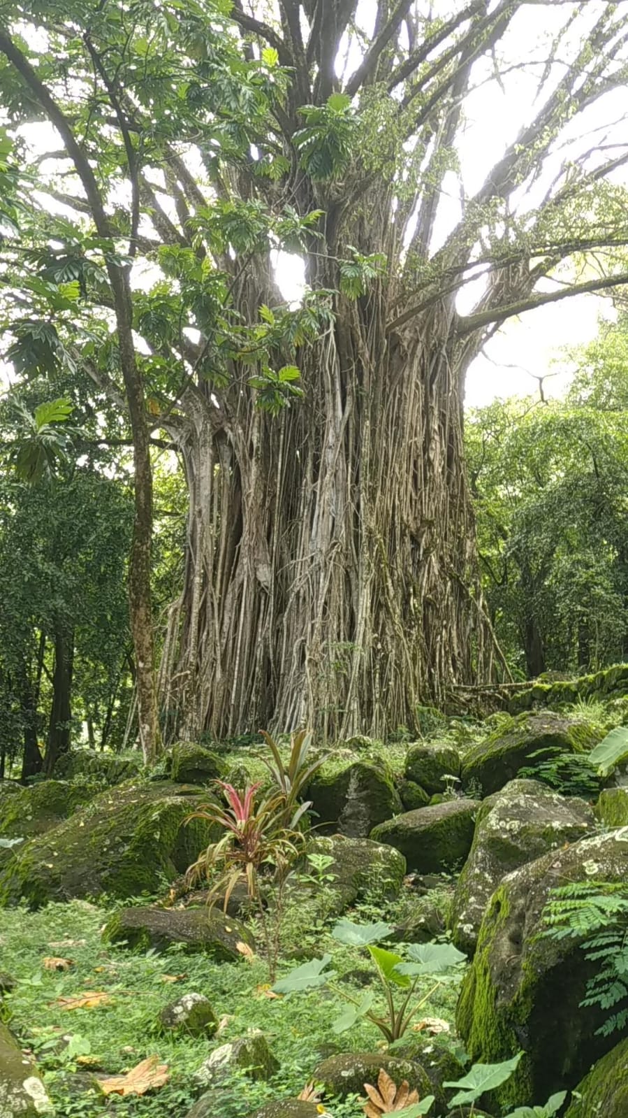  🇵🇫️ Nuku Hiva Festival Des Arts images/2023/fe/5t.jpg
