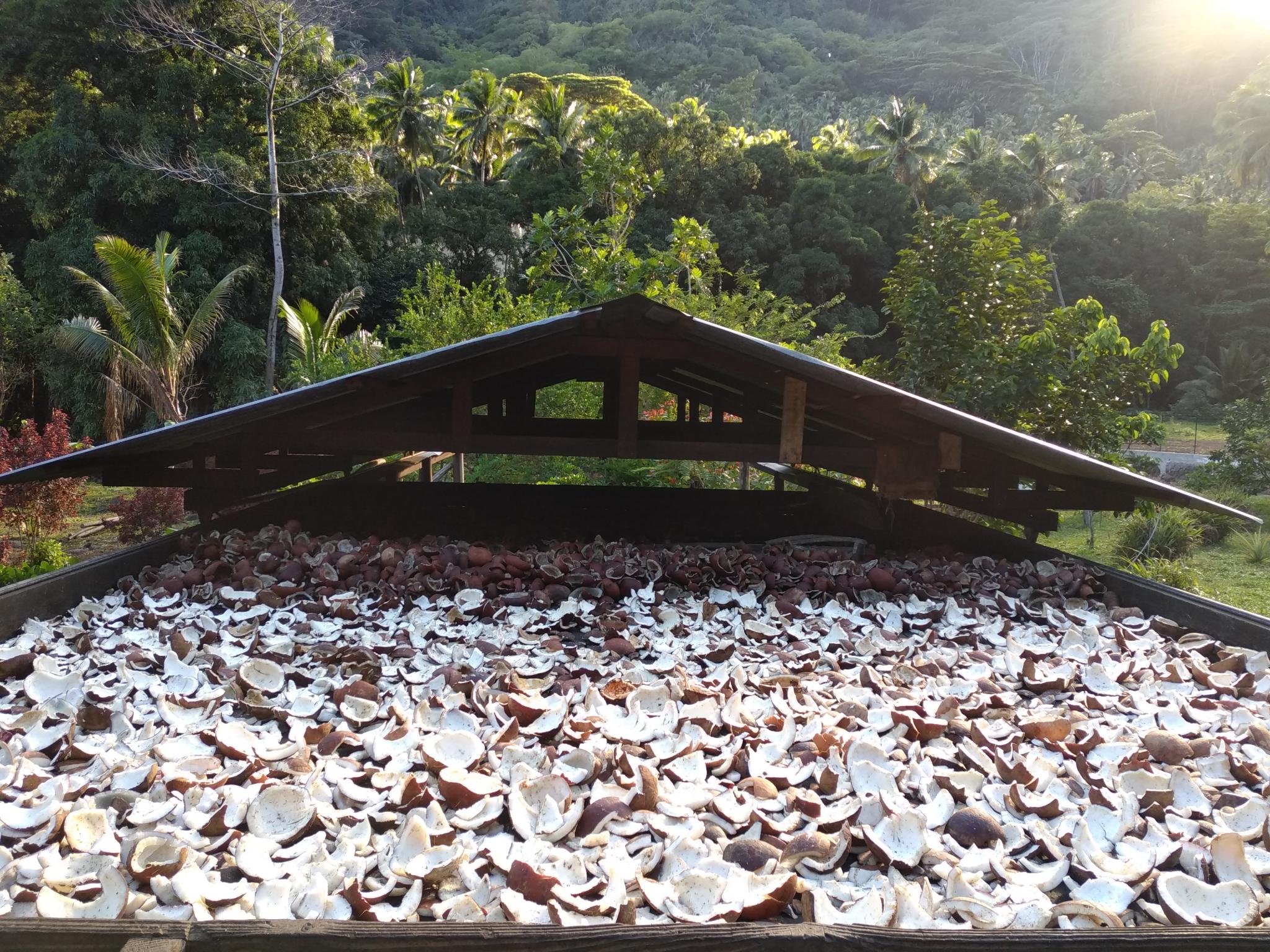  🇵🇫️ Land, we see LAND! Welcome to Fatu Hiva! images/2023/fh/coc.jpg