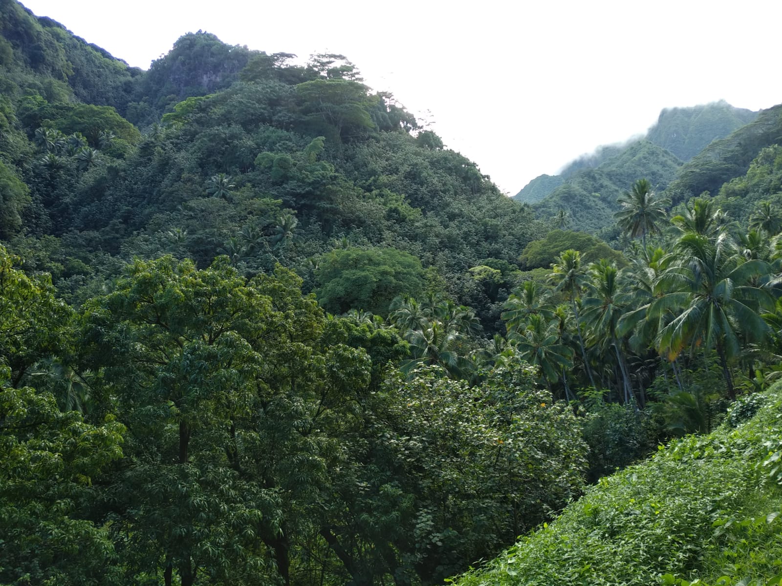  🇵🇫️ Land, we see LAND! Welcome to Fatu Hiva! images/2023/fh/for.jpg