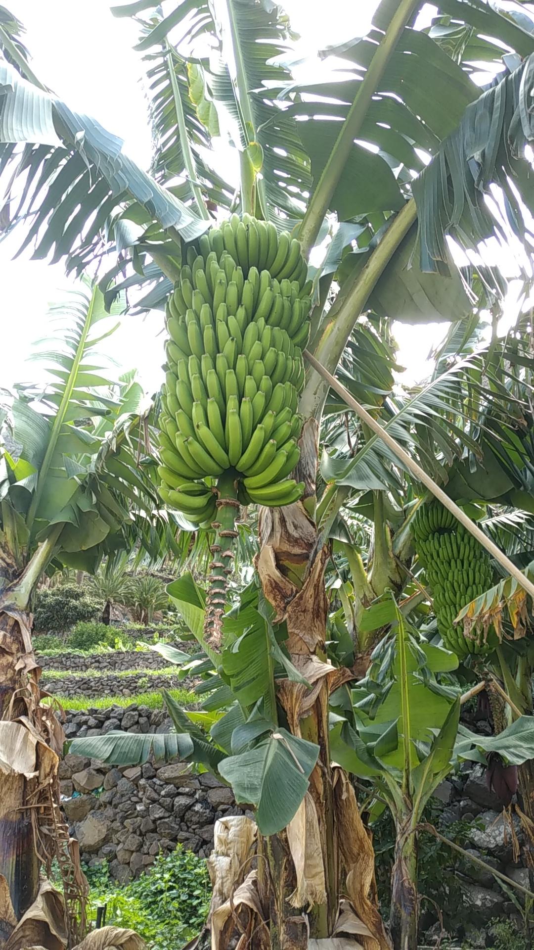  🇪🇸️ La Gomera, the greenest of the Canary Islands images/2023/gom/ban.jpg