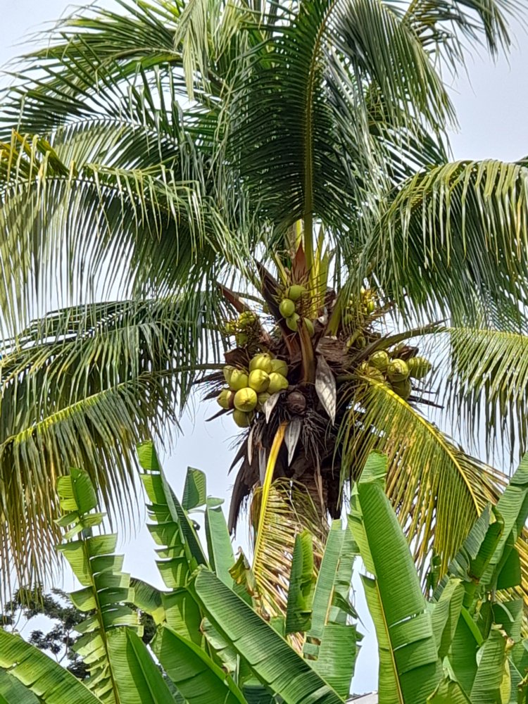  🇬🇩️ Grenada images/2023/gren/9.jpg