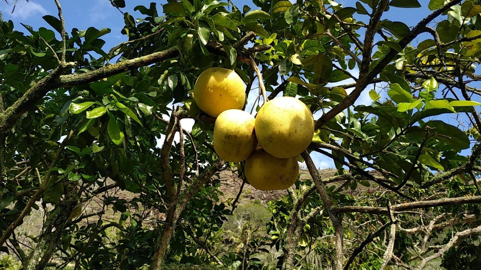  🇵🇫️ Hiva Oa images/2023/ho/2.jpg