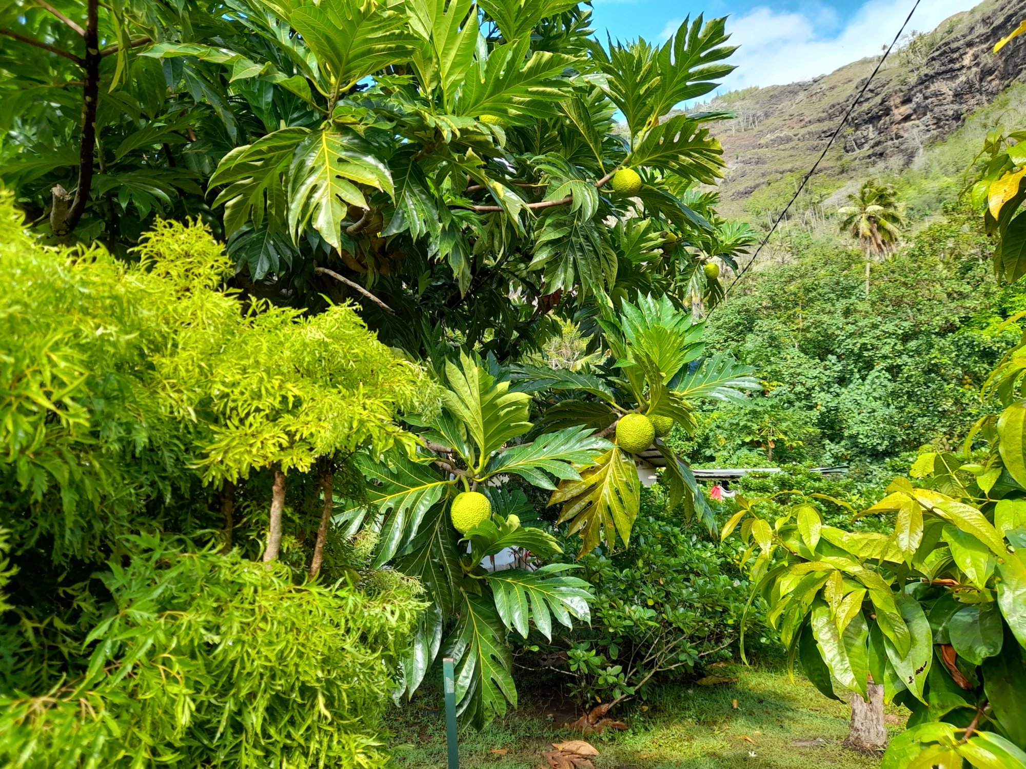  🇵🇫️ Hiva Oa images/2023/ho/bread.jpg