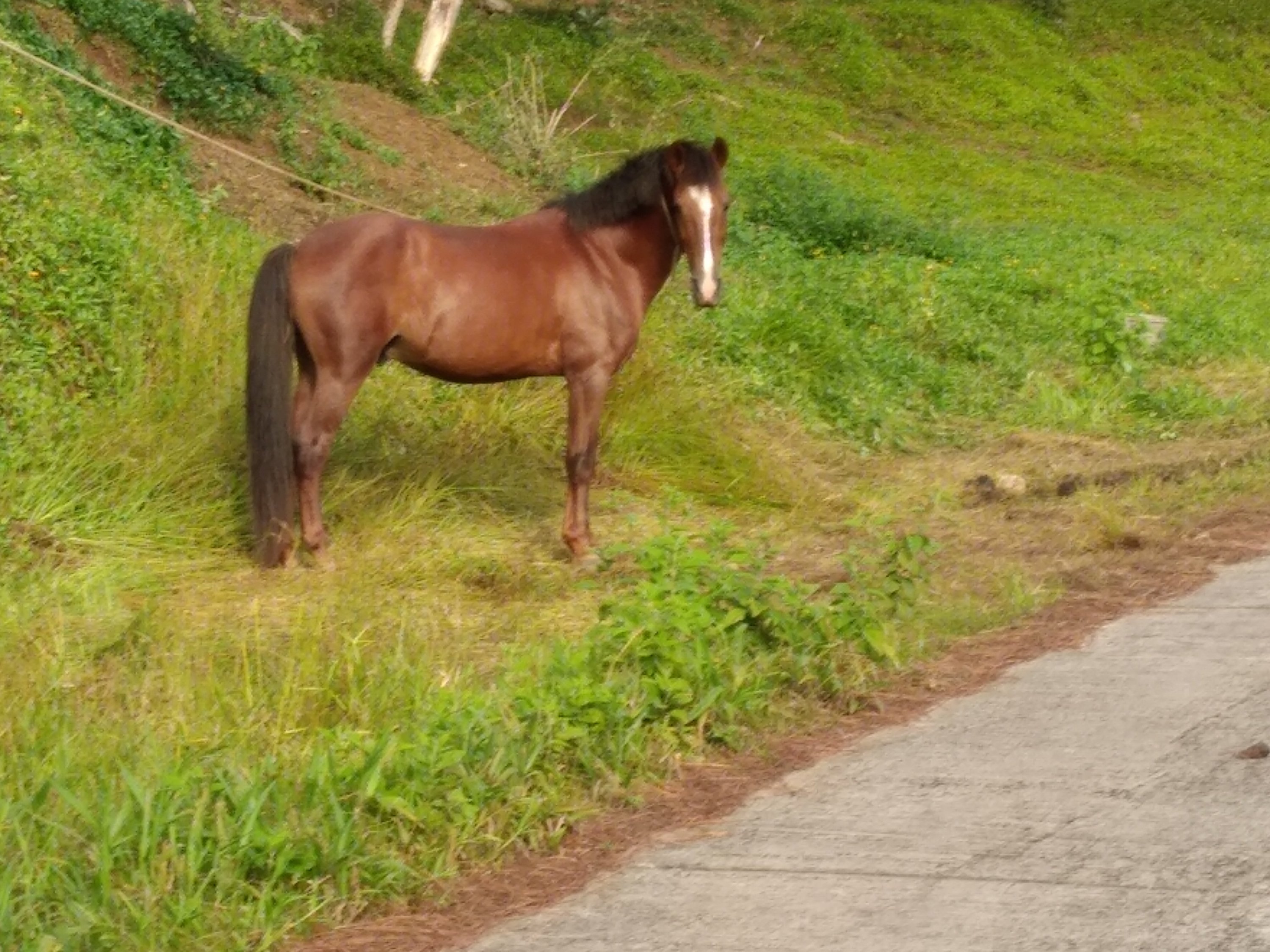 Hiva Oa images/2023/ho/horse1.jpg