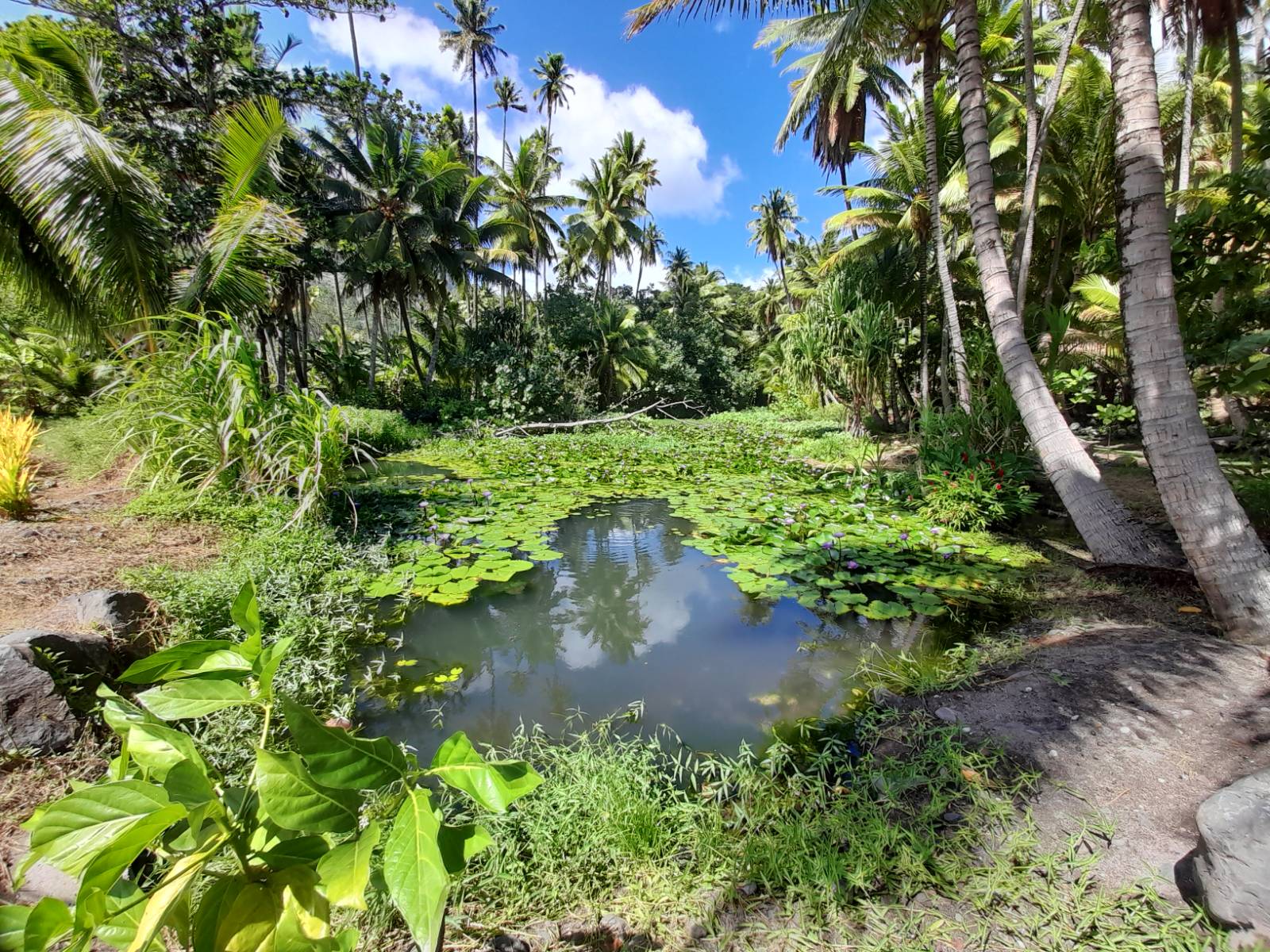  🇵🇫️ Hiva Oa images/2023/ho/im1.jpg