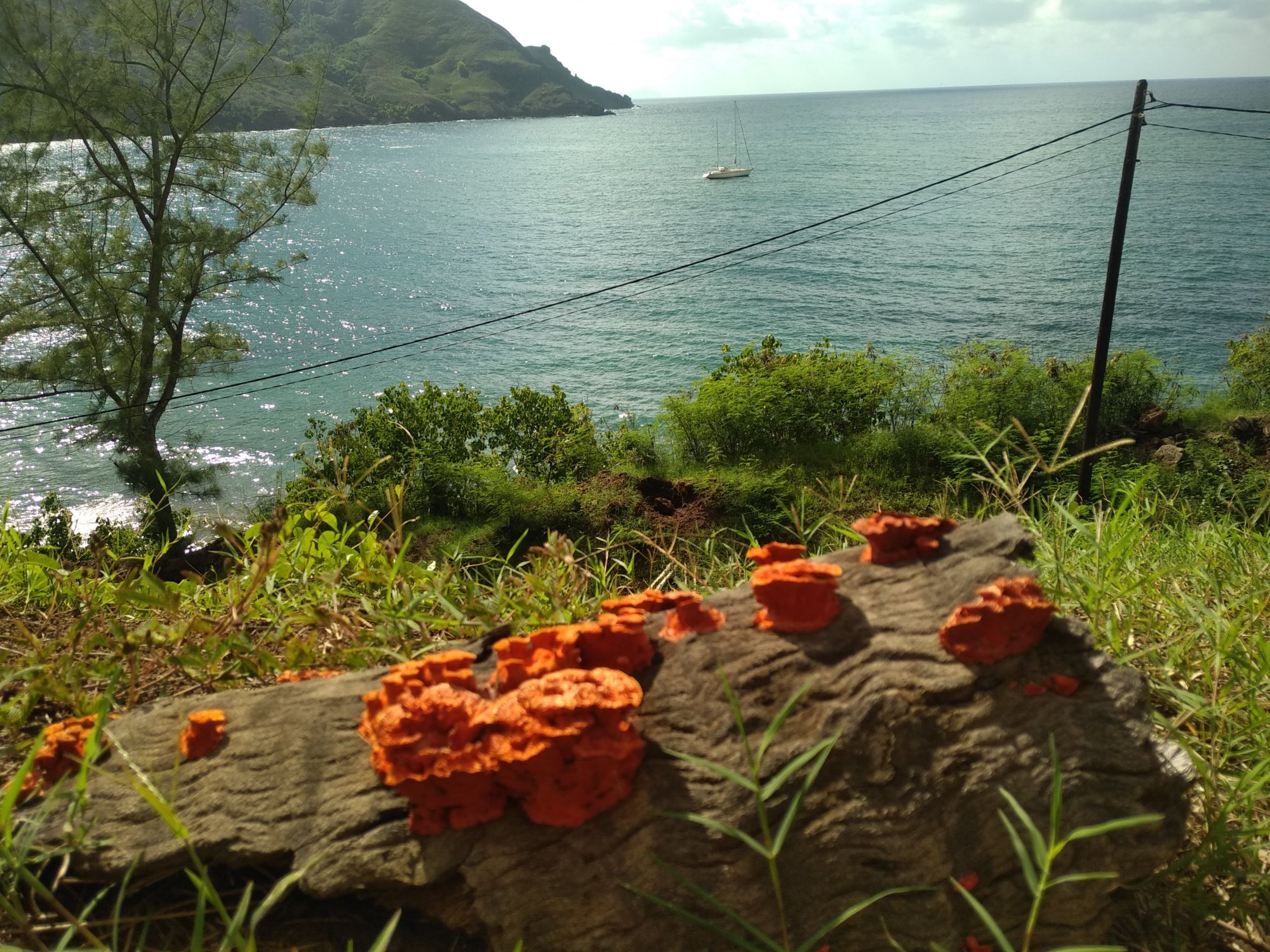  🇵🇫️ Hiva Oa images/2023/ho/pm2.jpg
