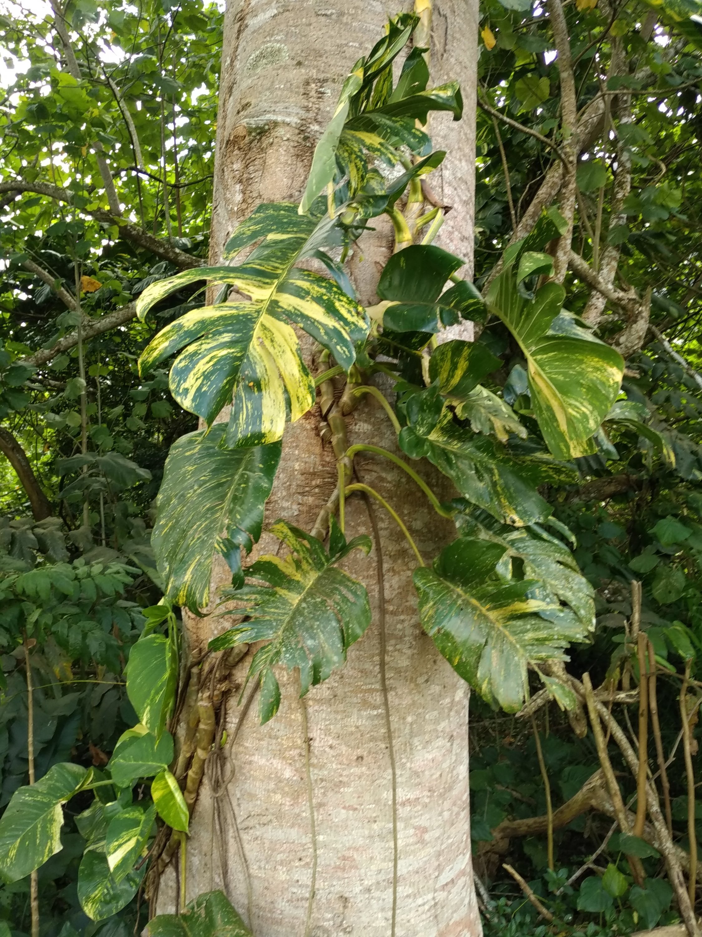  🇵🇫️ Moorea images/2023/mo/treegrow.jpg