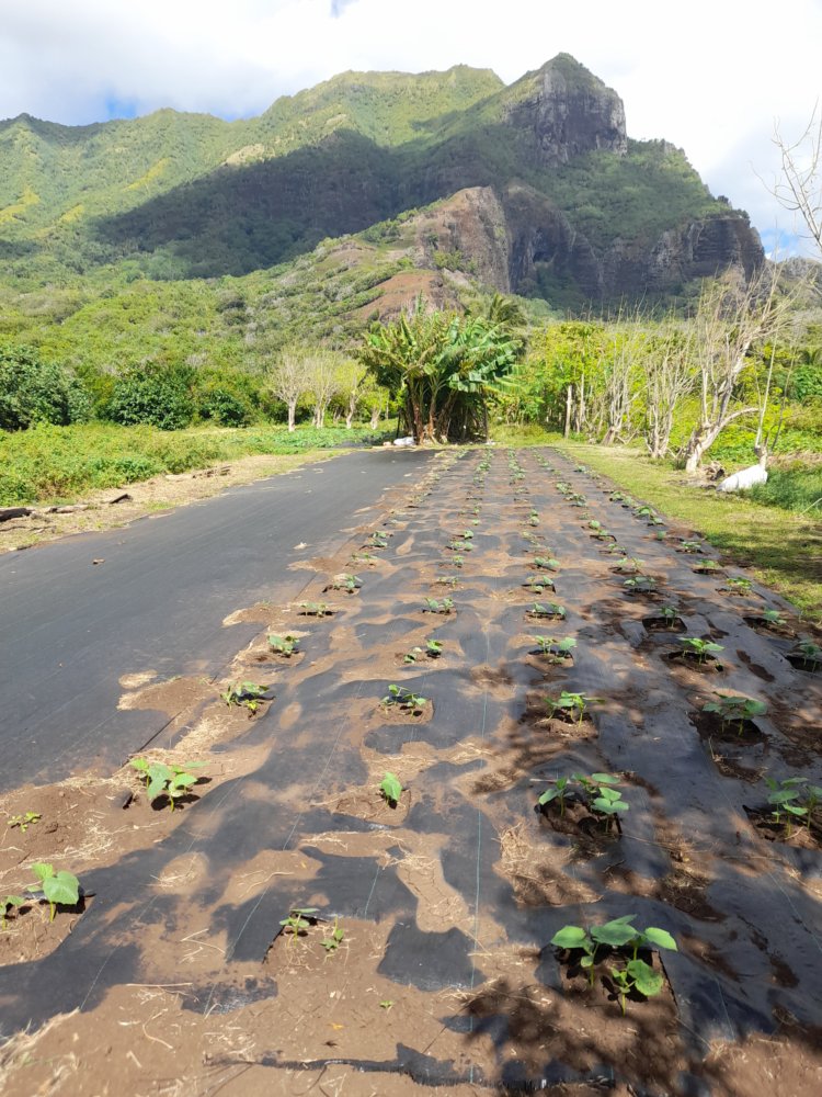 🇵🇫️ Ua Huka and Nuku Hiva images/2023/nh/15.jpg
