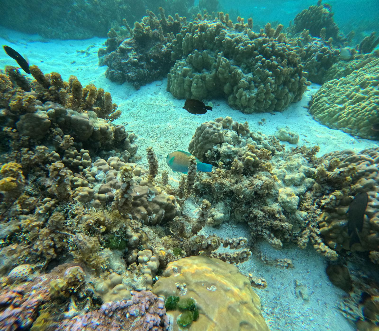  🇵🇫️ Tahaa and Raiatea images/2023/tah/w6.jpg