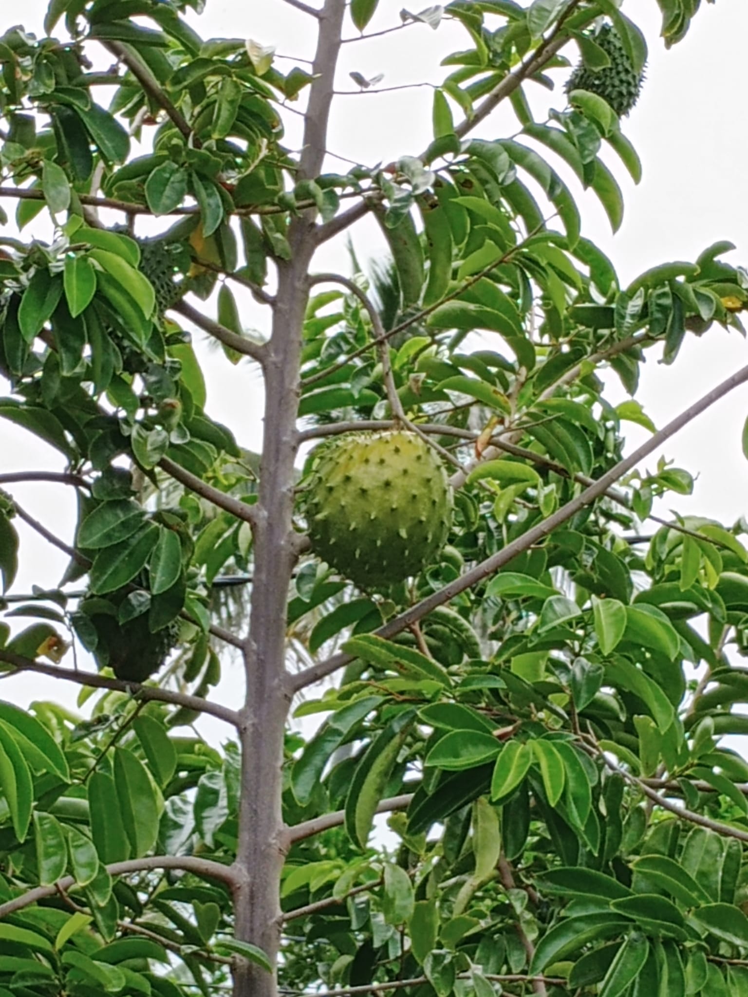  🇵🇫️ Tahuata and much more images/2024/tahu/sau.jpg