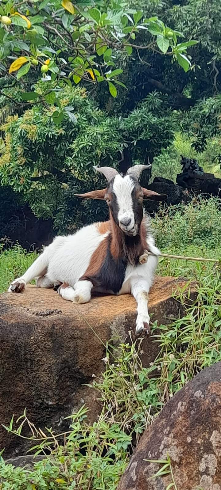  🇵🇫️ Tahuata and much more images/2024/tahu/v12.jpg