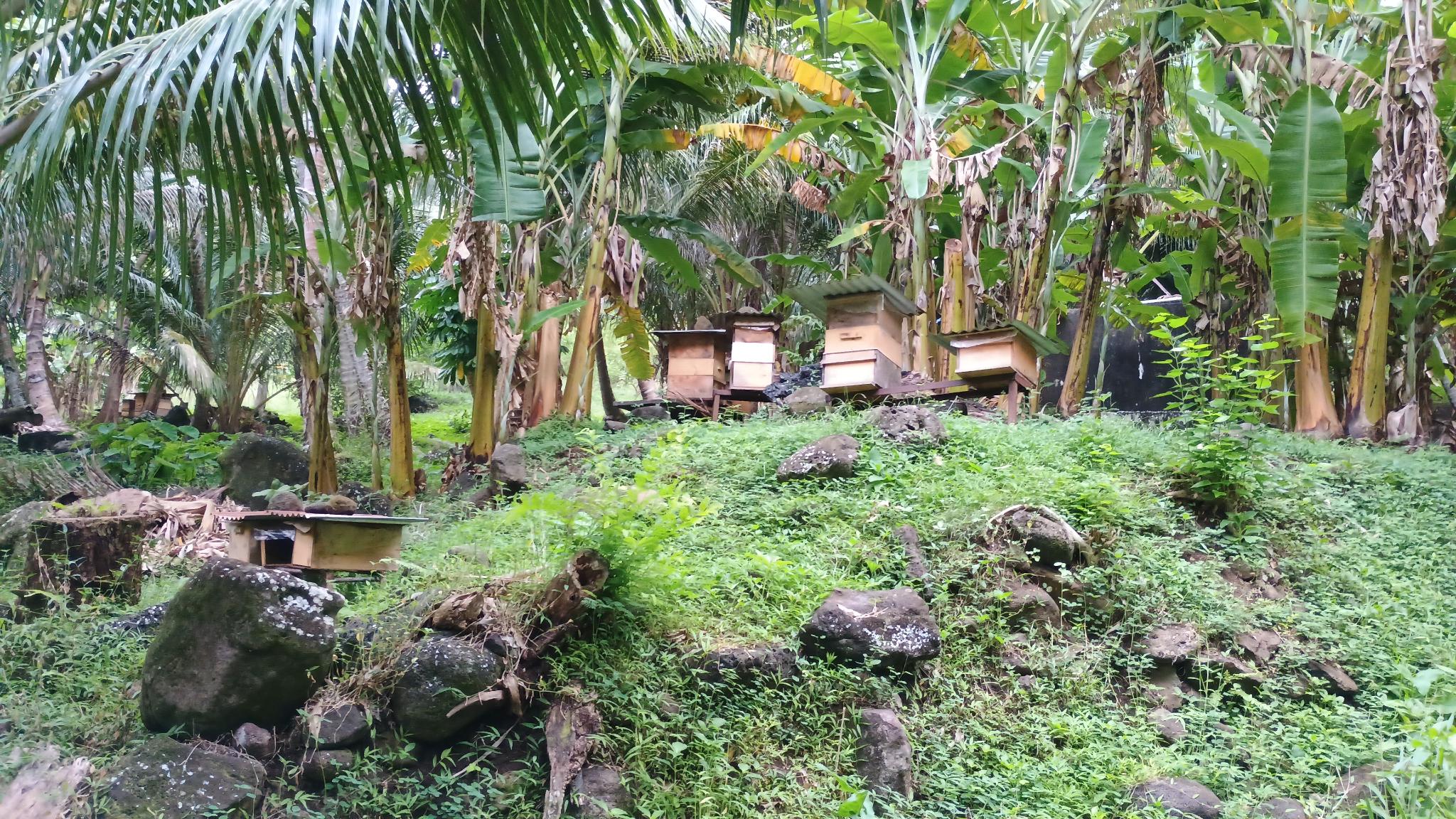  🇵🇫️ Tahuata and much more images/2024/tahu/vvv1.jpg