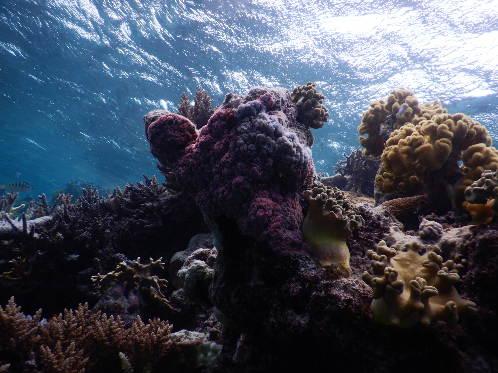 🇫🇯️ Lautoka, Vuda marina and Astrolabe reef images/2025/ast/a4.jpg