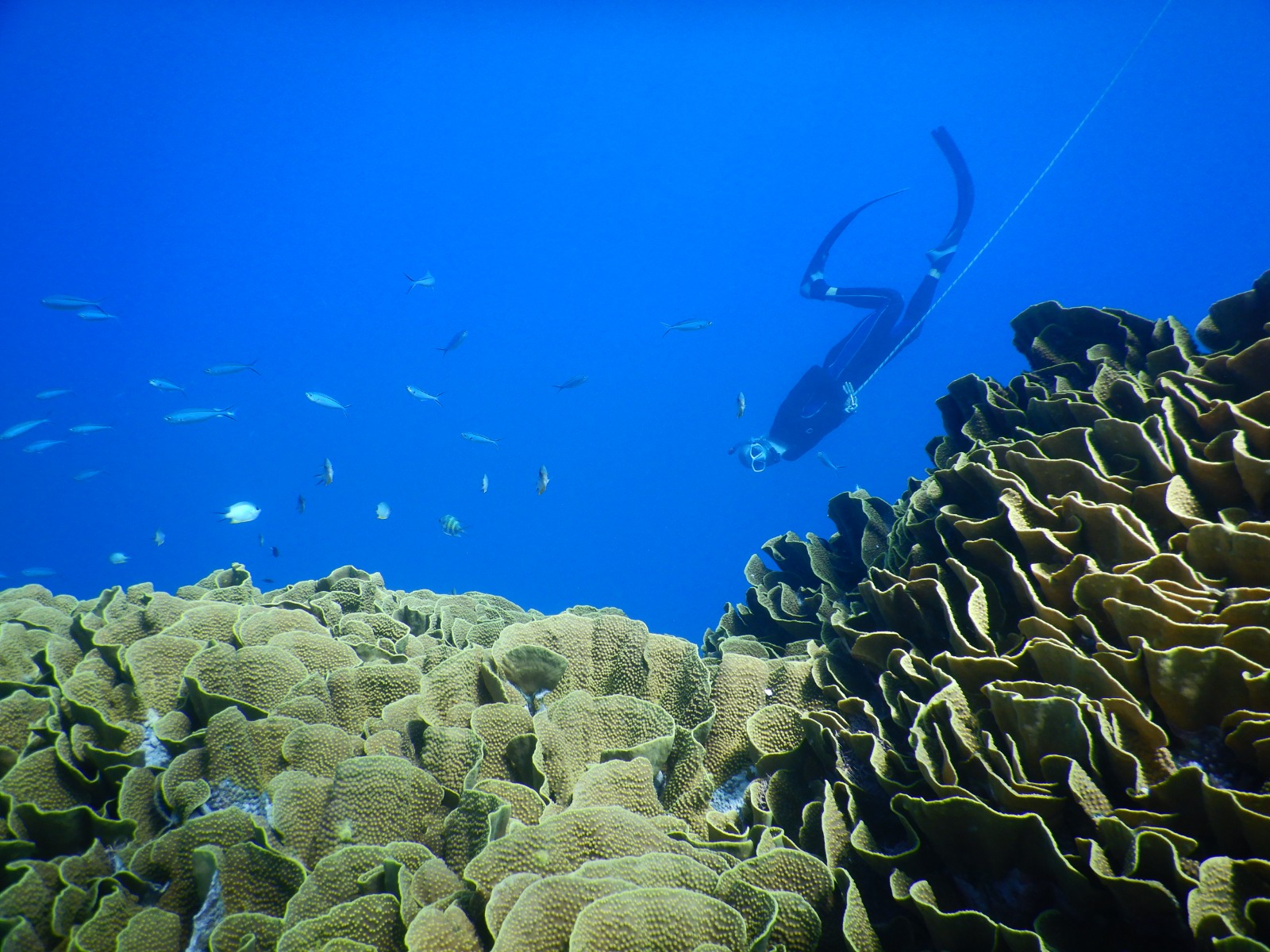 🇫🇯️ Lautoka, Vuda marina and Astrolabe reef images/2025/ast/a5.jpg