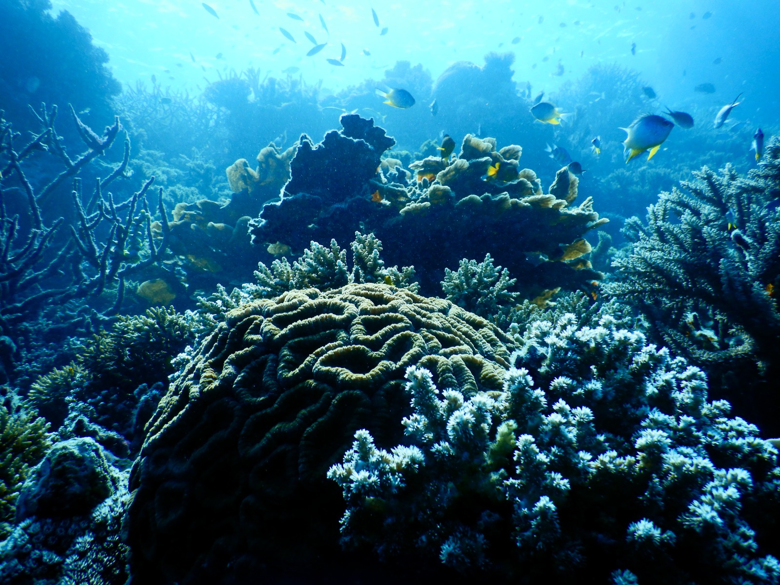 🇫🇯️ Lautoka, Vuda marina and Astrolabe reef images/2025/ast/a6.jpg