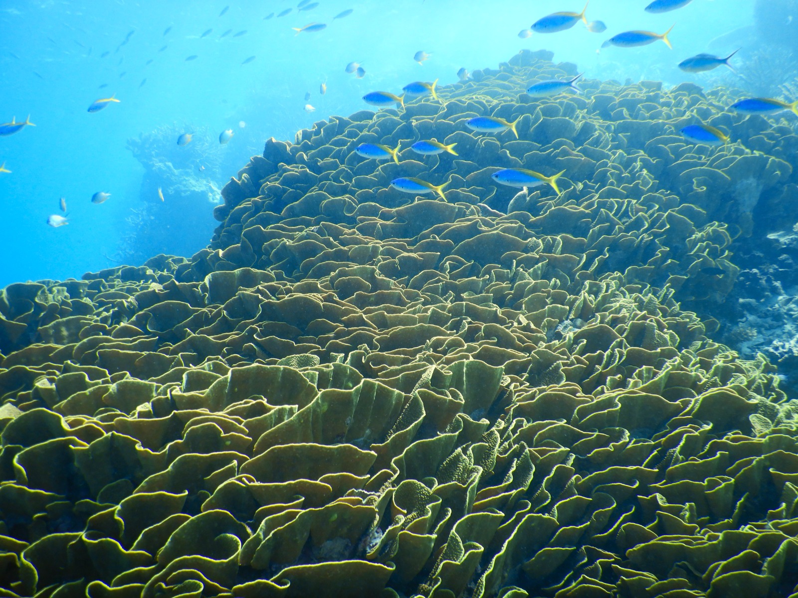 🇫🇯️ Lautoka, Vuda marina and Astrolabe reef images/2025/ast/a7.jpg