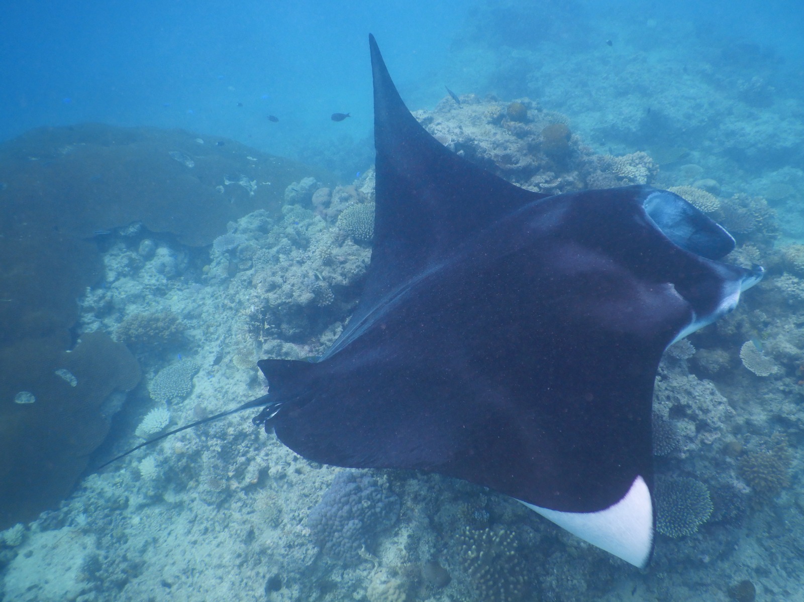 ๐ซ๐ฏ๏ธ Lautoka, Vuda marina and Astrolabe reef images/2025/ast/m1.jpg