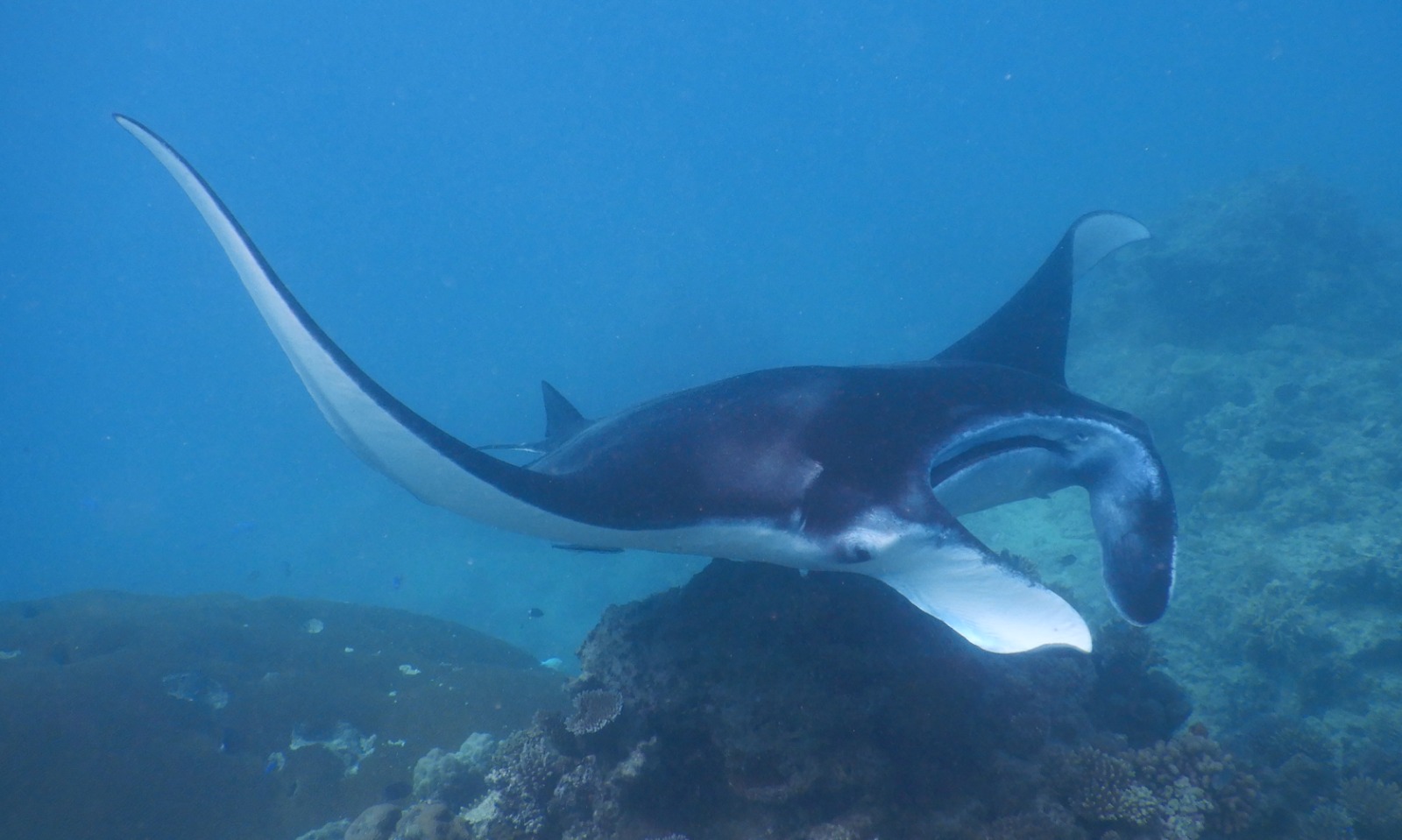 ๐ซ๐ฏ๏ธ Lautoka, Vuda marina and Astrolabe reef images/2025/ast/m2.jpg