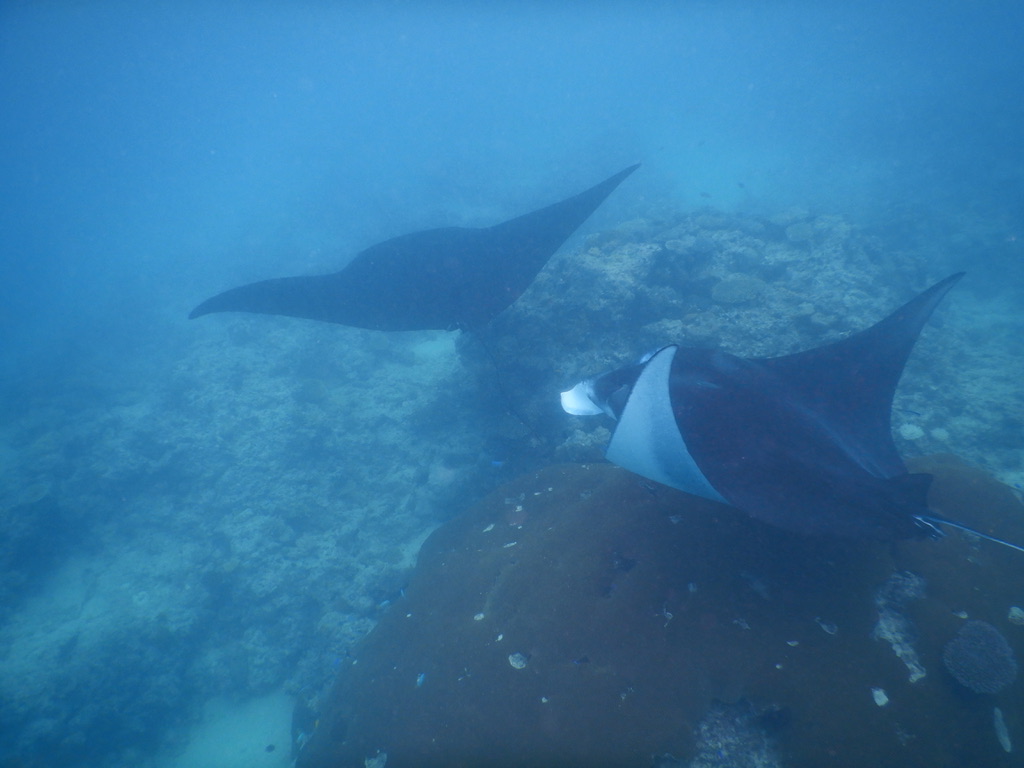 ๐ซ๐ฏ๏ธ Lautoka, Vuda marina and Astrolabe reef images/2025/ast/m3.jpg
