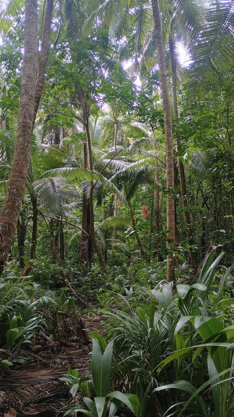 🇫🇯️ To Ogea island in the Lau group images/2025/nam/14.jpg