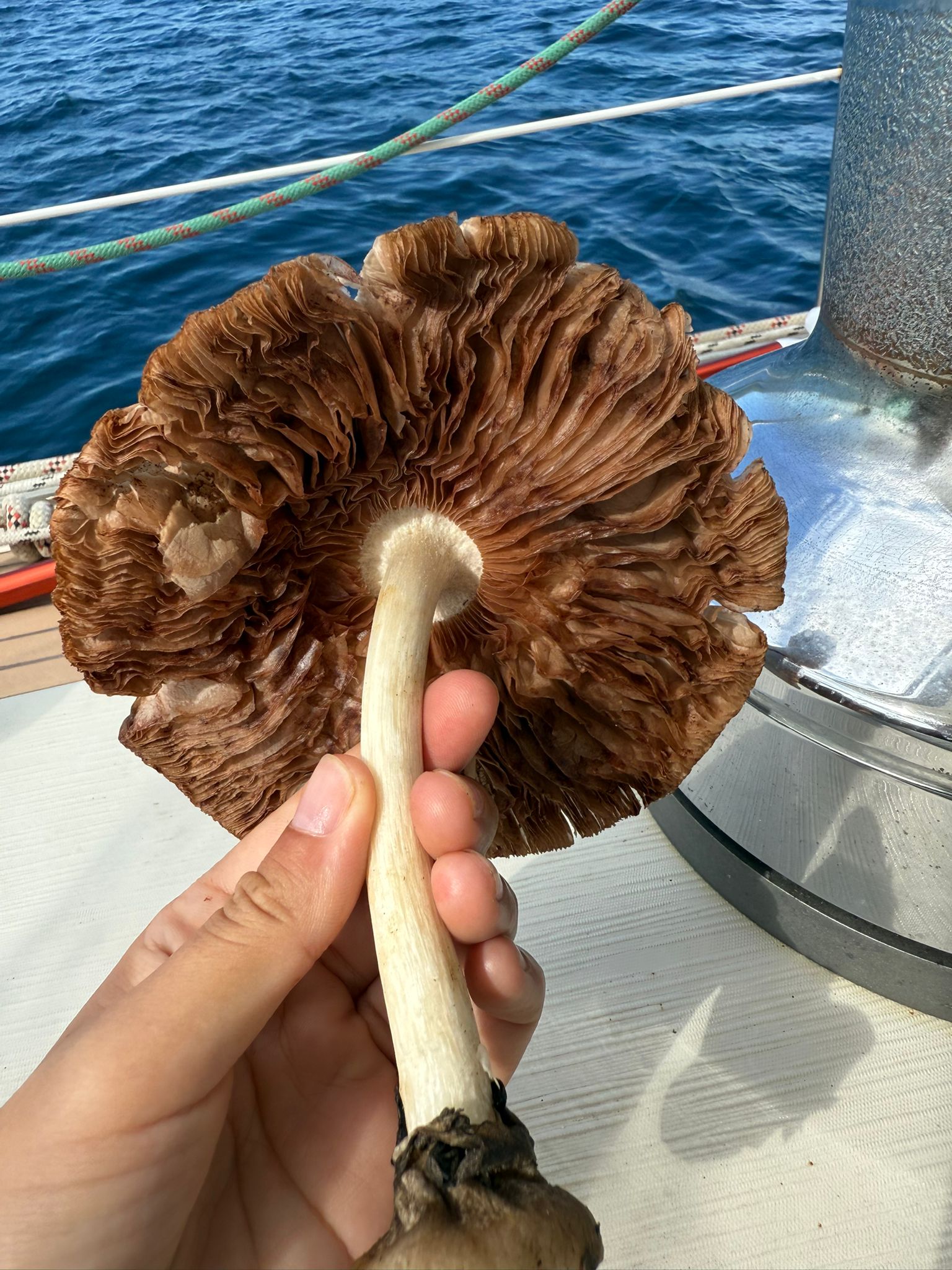 🇸🇧️ Lata, Rodney and Simons bay images/2025/rod/mus1.jpg