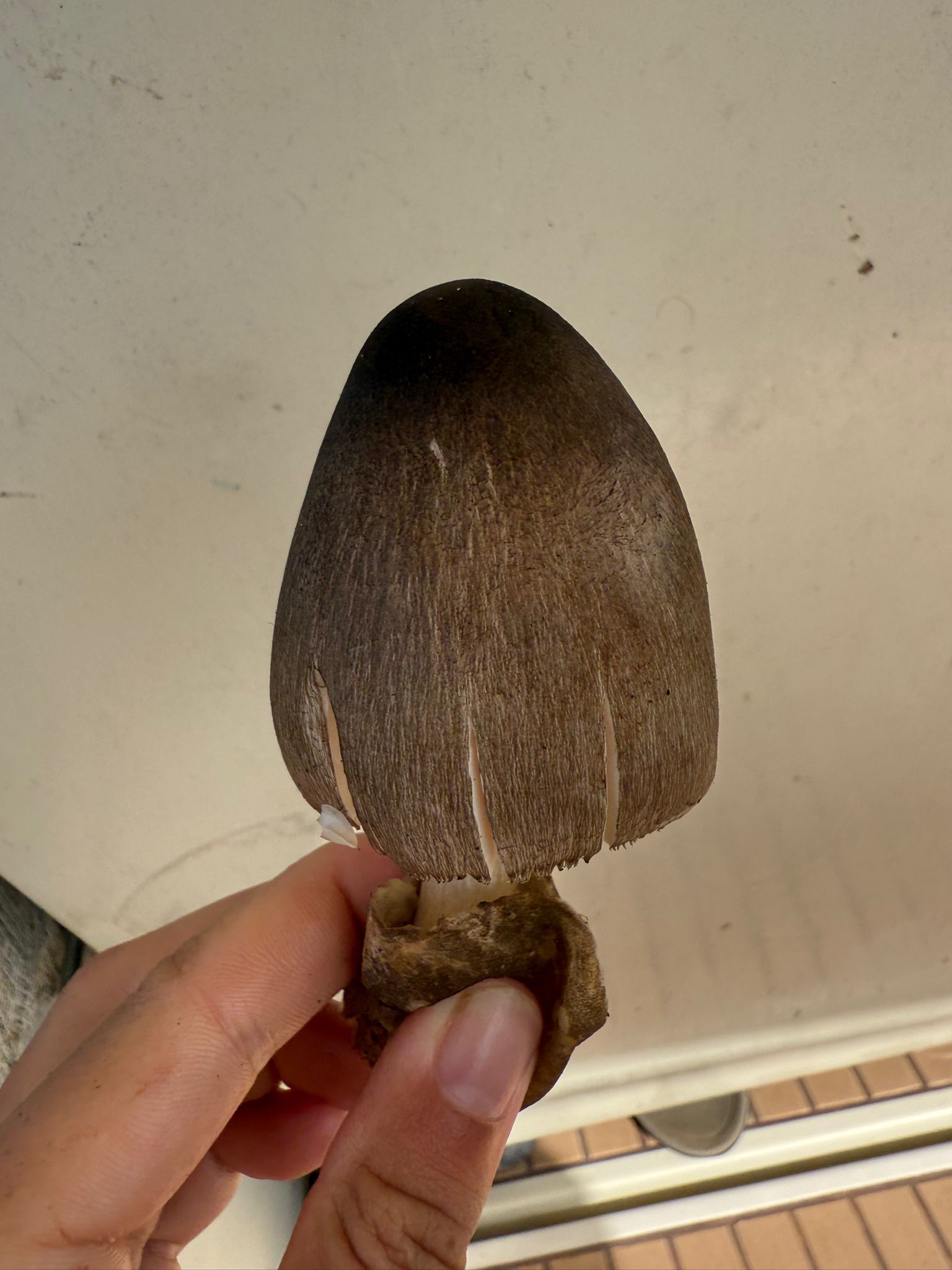 🇸🇧️ Lata, Rodney and Simons bay images/2025/rod/mus2.jpg