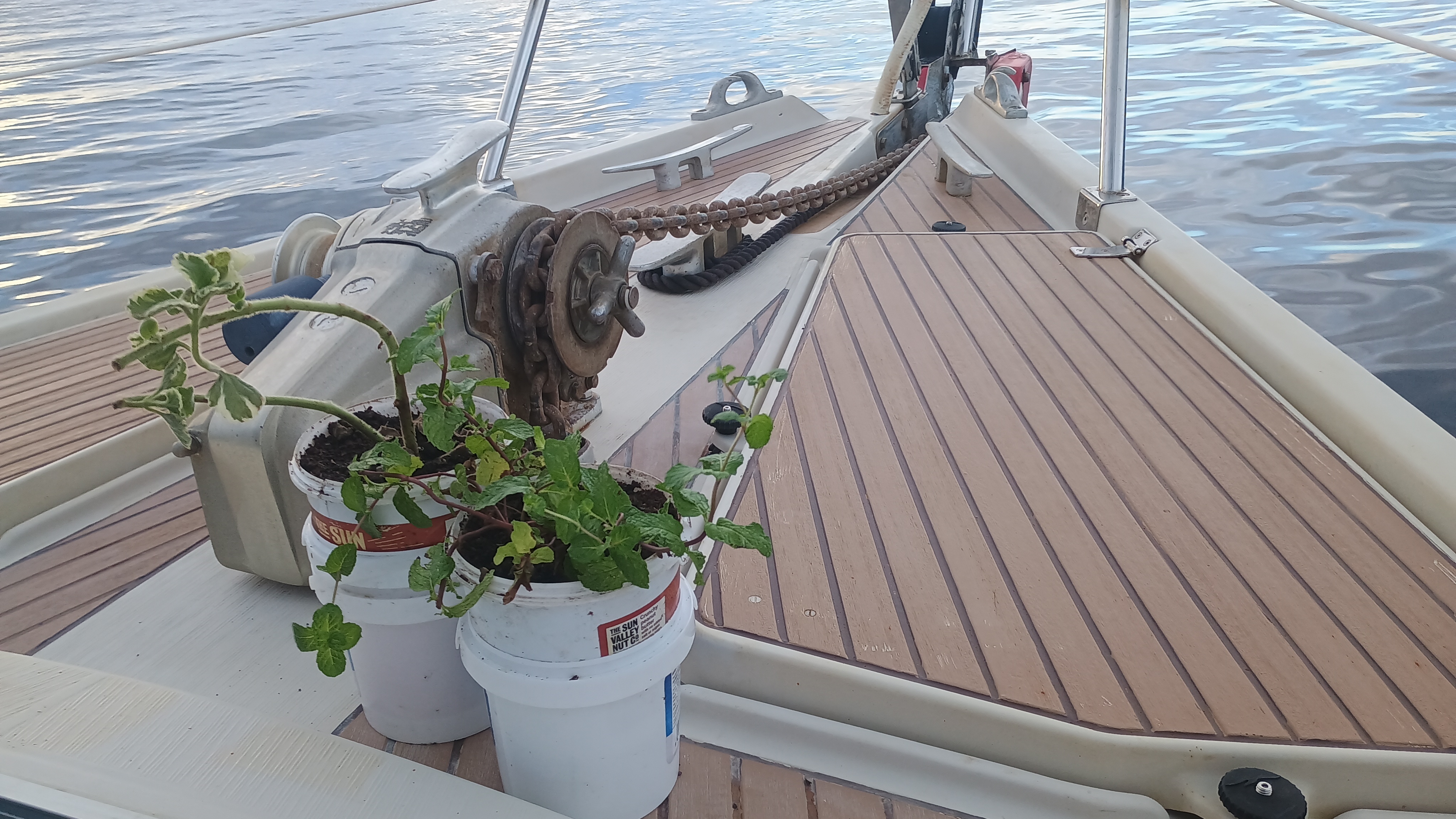 🇸🇧️ Savo Island images/2025/savo/plant.jpg