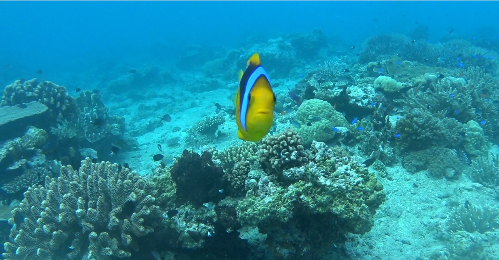 🇫🇯️ Vanau Balavu, Rainbow reef and Taveuni images/2025/van/39.jpg